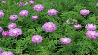 Centaurea Dealbata (Persian Cornflower)
