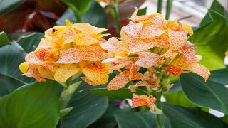 Canna 'Picasso' (Greenleaf Canna Lily)