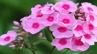 Phlox Paniculata 'Pink Flame' (Pink Flame Phlox)