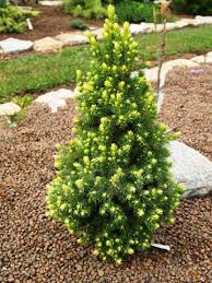 Picea Glauca 