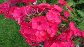 Phlox Paniculata 'Red Flame' (Red Flame Phlox)