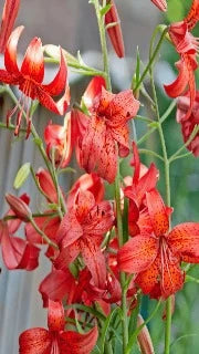 Lily 'Tiger Red Velvet'