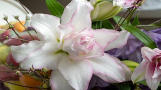 Lily 'Roselily Anouska' (Double Oriental Lily)