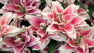 Lily 'Roselily Samantha' (Double Oriental Lily)