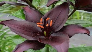 Lily 'Secret Kiss' (Asiatic Lily)