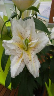 Lily 'Roselily Sita' (Double Oriental Lily)