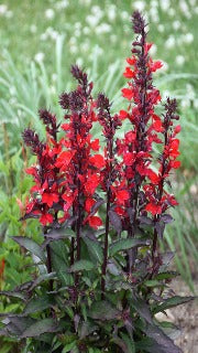 Lobelia 'Starship Scarlet' (Cardinal Flower)