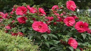 Hibiscus x 'Summer in Paradise' (Rose Mallow)