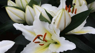 Lily 'Sunny Azores' (Oriental Lily)