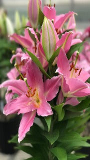 Lily 'Sunny Camino' (Oriental Lily)