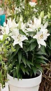 Lily 'Sunny Okinawa' (Oriental Lily)