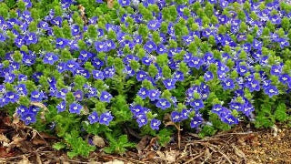 Veronica 'Tidal Pool' (Prostrate Speedwell)
