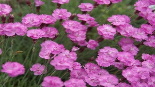 Dianthus Gratianopolitanus 'Tiny Rubies' (Cheddar Pink)