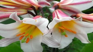 Lily 'Trumpet Regale'