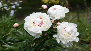 Paeonia 'White' - Garden Peony (Jumbo Now&4Ever)