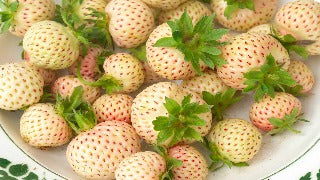 Fragaria x Ananassa 'Natural White Strawberry' (June Bearing Strawberry)