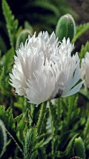 Papaver Orientale 'White Ruffles' (White Ruffles Oriental Poppy)