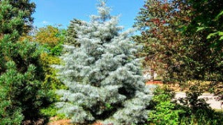 Abies Concolor Blue Cloak (White Fire)