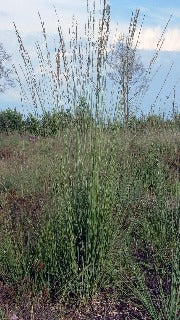 Molinia Caerulea Heather Bride (Tall Moor Grass)
