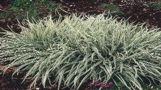 Arrhenatherum Elatius Bulbosum 'Variegatum' (Tuber Oat Grass)