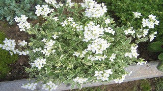 Aarabis Caucasica 'Variegata' (Wall Cress)