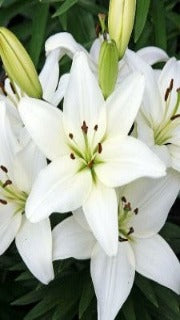 Lilium 'Tiny Crystal'