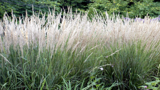 Neglected Reed Grass