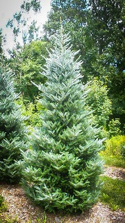 Abies Koreana 'Silberlocke' (Silver Korean Fir)