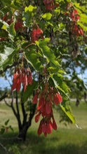 Load image into Gallery viewer, Acer Ginnala &#39;Ruby Slippers&#39; (Ruby Slippers Amur Maple)
