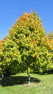 Acer Nigrum 'Green Column' (Green Column Maple)