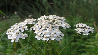 Achillea Millefolium (Common Yarrow)