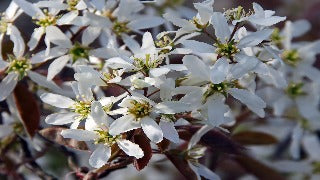 Amelanchier x Grandiflora 'Princess Diana' (Princess Diana Serviceberry)