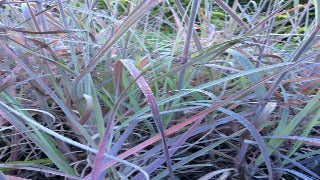 Andropogon Gerardii  (Big Blue Stem)