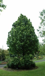 Acer Saccharum Apollo 'Barrett Cole' (Apollo Sugar Maple)