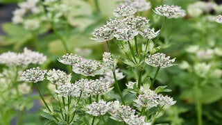 Astrantia Major 'Star of Billion' (Masterwort)