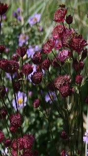 Astrantia x 