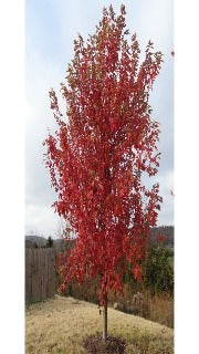 Acer x Freemanii Autumn Fantasy (Autumn Fantasy Maple)