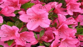 Azalea 'Girard's Renee Michelle' (Rhododendron)