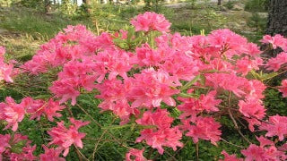 Azalea 'Rosy Lights'