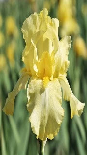 Iris Germanica 'Harvest of Memories' (Tall Bearded Iris)