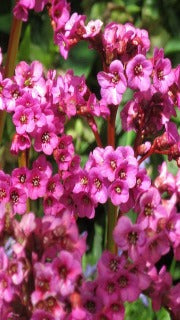 Bergenia x 'Eroica' (Heartleaf Bergenia)