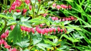Dicentra Spectabilis (Bleedingheart)