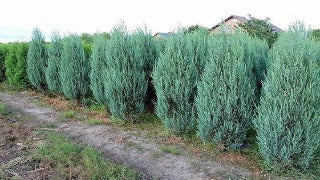 Juniperus Virginiana 'Blue Arrow' (Blue Arrow Juniper)