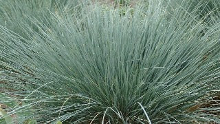 Helictotrichon Sempervirens 'Saphirsprudel' (Blue Oat Grass)