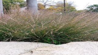 Bouteloua Curtipendula (Side Oats Grama)