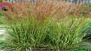 Calamagrostis Acutiflora 'Eldorado'