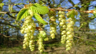 Carpinus Betulus (European Hornbeam)