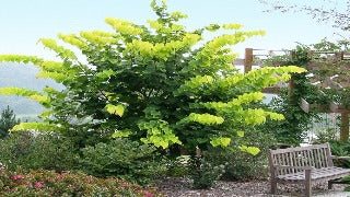 Cercis Canadensis 'Hearts of Gold' (Hearts of Gold Redbud)