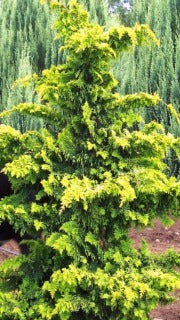 Chamaecyparis Obtusa 'Fernspray Gold' (Gold Hinoki Falsecypress)