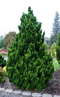 Chamaecyparis obtusa 